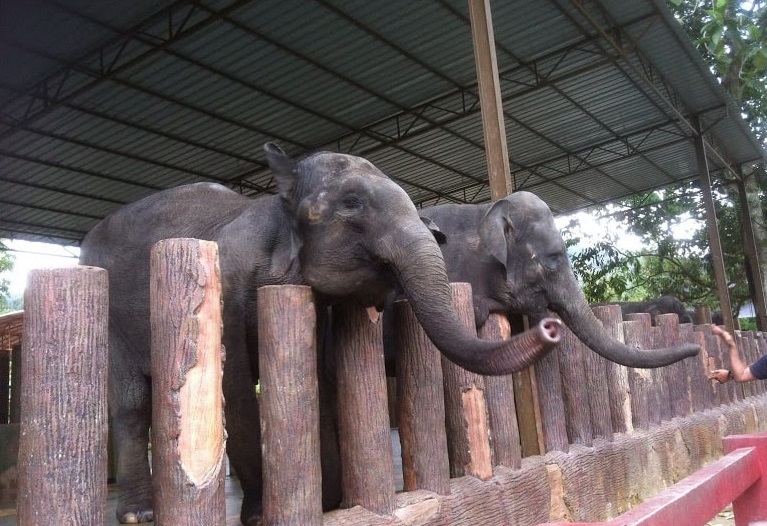 tourist attraction elephant sanctuary pahang, elephant sanctuary kuala gandah, elephant sanctuary kuala gandah, elephant sanctuary, elephant sanctuary malaysia, elephant sanctuary pahang, kuala gandah